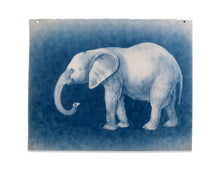 Load image into Gallery viewer, Untitled (Cyanotypes)