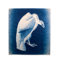 Load image into Gallery viewer, Untitled (Cyanotypes)
