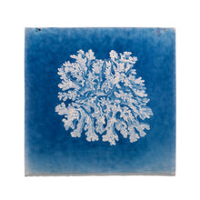 Load image into Gallery viewer, Untitled (Cyanotypes)