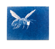 Load image into Gallery viewer, Untitled (Cyanotypes)