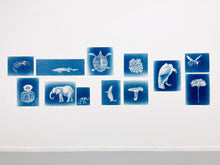 Load image into Gallery viewer, Untitled (Cyanotypes)
