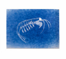 Load image into Gallery viewer, Untitled (Cyanotypes)