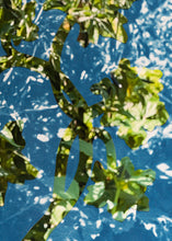 Load image into Gallery viewer, Lorena Cruz Santiago