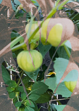 Load image into Gallery viewer, Lorena Cruz Santiago
